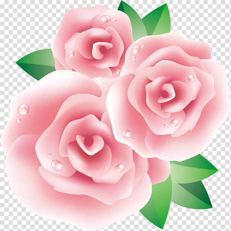 three flowers three roses valentines day, Pink, Garden Roses, Petal, Rose Family, Plant, Rose Order, Hybrid Tea Rose transparent background PNG clipart