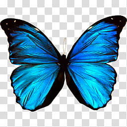 alas de mariposas, blue ulysses butterfly transparent background PNG clipart