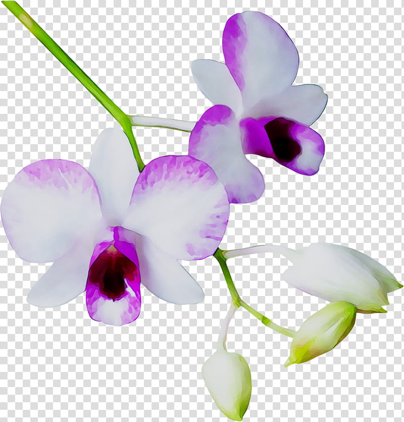 Christmas Flower, Phalaenopsis Equestris, Orchids, Dendrobium, Cattleya Orchids, Purple, Plant Stem, Plants transparent background PNG clipart