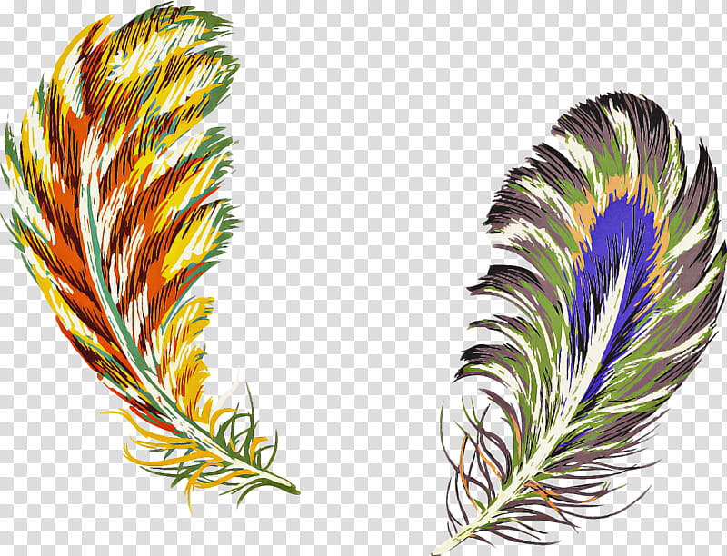 Grass, Feather, Drawing, Leaf, Quill, White Pine, Plant, Natural Material transparent background PNG clipart