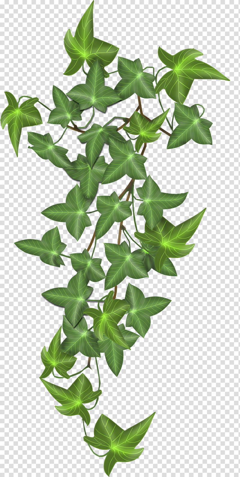 ivy, green ivy plant transparent background PNG clipart