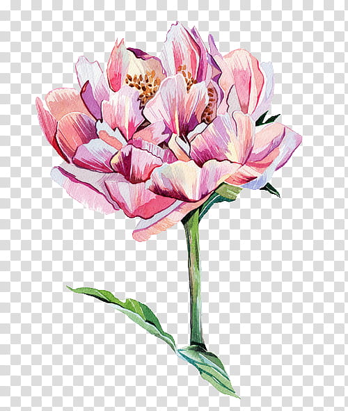 Watercolor Floral s, pink peony flower in bloom illustration transparent background PNG clipart