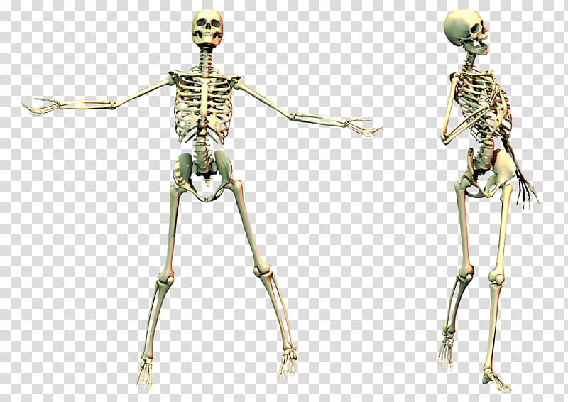 Spooky Skeleton  transparent background PNG clipart