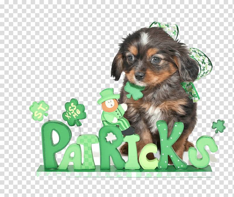 Saint Patricks Day, Puppy, Cavapoo, Dog, Puppy Love, Companion Dog transparent background PNG clipart