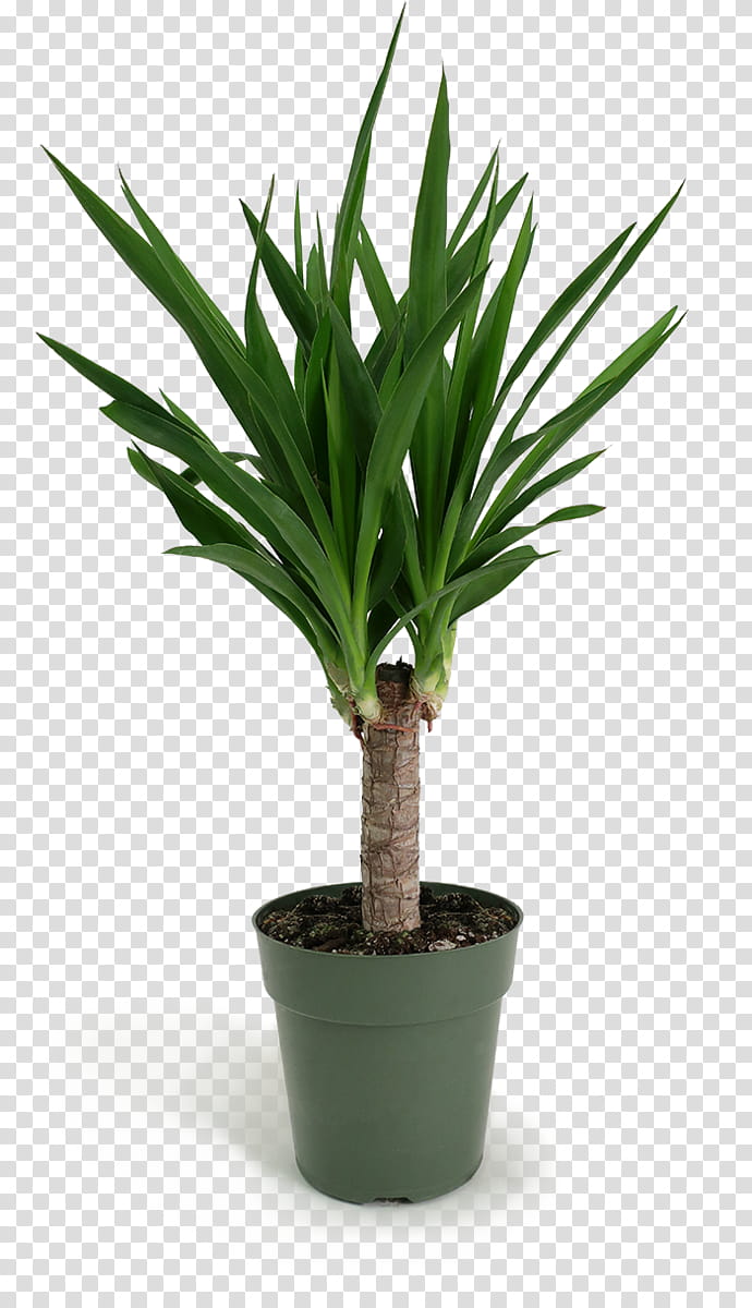 Cartoon Palm Tree, Houseplant, Yucca, Palm Trees, Plants, Dumb Canes, Flowerpot, Garden transparent background PNG clipart