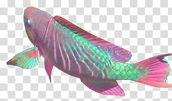 Holo ect, pink and green pet fish illustration transparent background PNG clipart