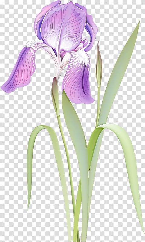flower flowering plant plant violet petal, Purple, Iris, Orris Root transparent background PNG clipart