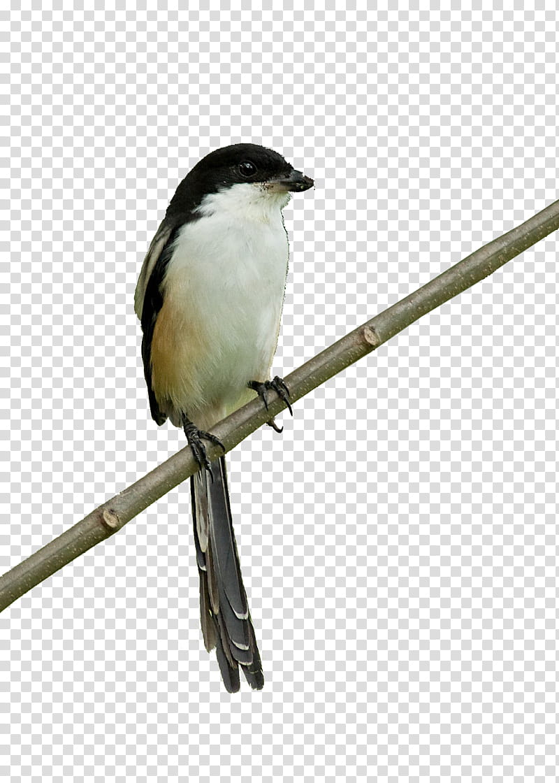 Swallow Bird, Wren, Longtailed Shrike, Beak, Animation, Oriental Magpierobin, Stork, Logo transparent background PNG clipart