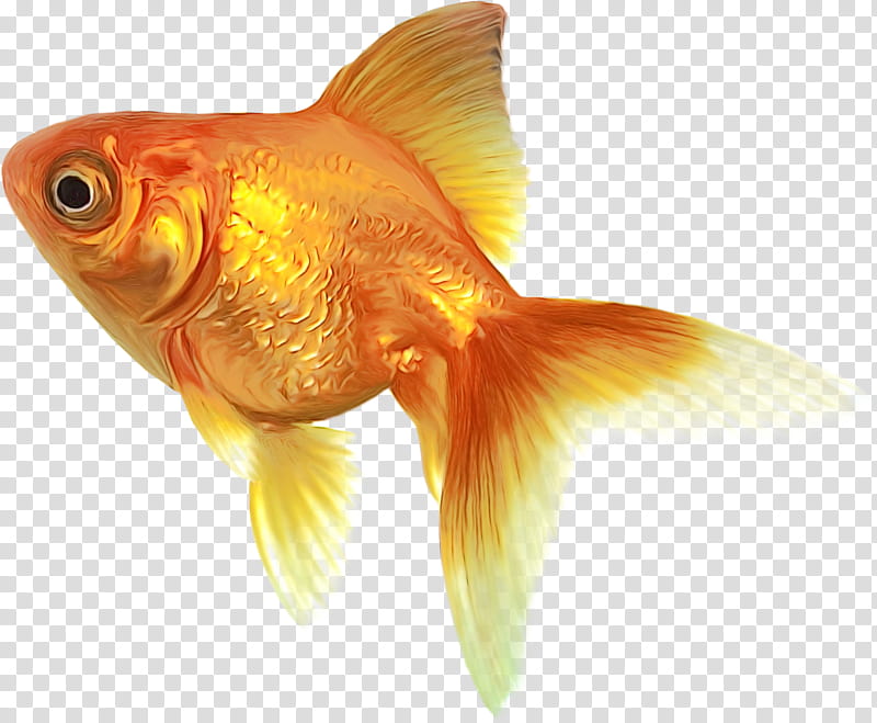 Orange, Watercolor, Paint, Wet Ink, Fish, Goldfish, Fin, Feeder Fish transparent background PNG clipart