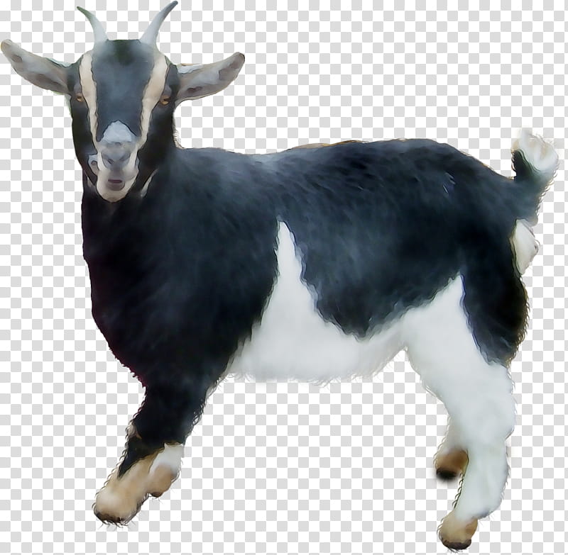 Goat, Goats, Goatantelope, Feral Goat, Cowgoat Family, Live, Snout, Fur transparent background PNG clipart