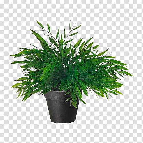 Fixtures, green leafed plant in pot transparent background PNG clipart