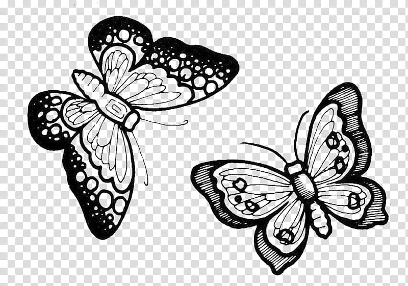 Black And White Flower, Monarch Butterfly, Moth, Pterygota, Cabbage White, Drawing, Line Art, Stencil transparent background PNG clipart