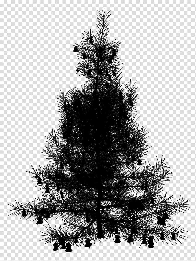 Christmas Black And White, Spruce, Christmas Tree, Christmas Ornament, Christmas Day, Fir, Pine, Branching transparent background PNG clipart