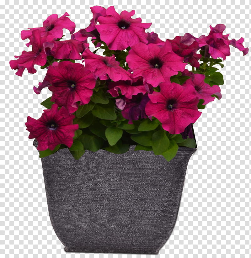 flower plant pink flowerpot petunia, Petal, Magenta, Annual Plant, Impatiens transparent background PNG clipart
