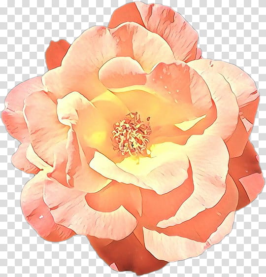 Garden roses, Cartoon, Petal, Pink, Flower, Orange, Peach, Rose Family transparent background PNG clipart