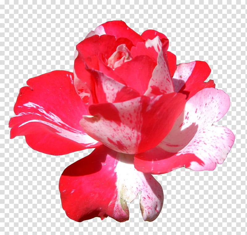 PRISMATIC NATURE The Shit Legit, red and white rose flower transparent background PNG clipart