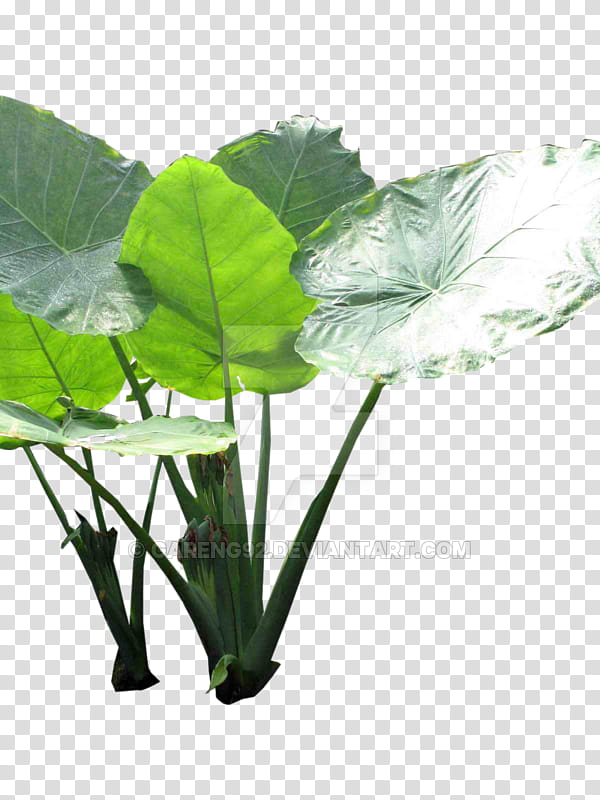 Cartoon Plane, Leaf, Plants, Colocasia Gigantea, Plant Stem, Flowerpot, Herb, February 17 transparent background PNG clipart