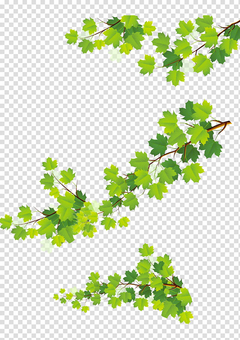 Family Tree, Croquis, Facade, Green, Branch, Leaf, Grapevine Family, Plant transparent background PNG clipart