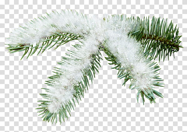 Christmas Tree Branch, Spruce, Fir, Pine, Evergreen, Christmas Day, Twig, Christmas Ornament transparent background PNG clipart