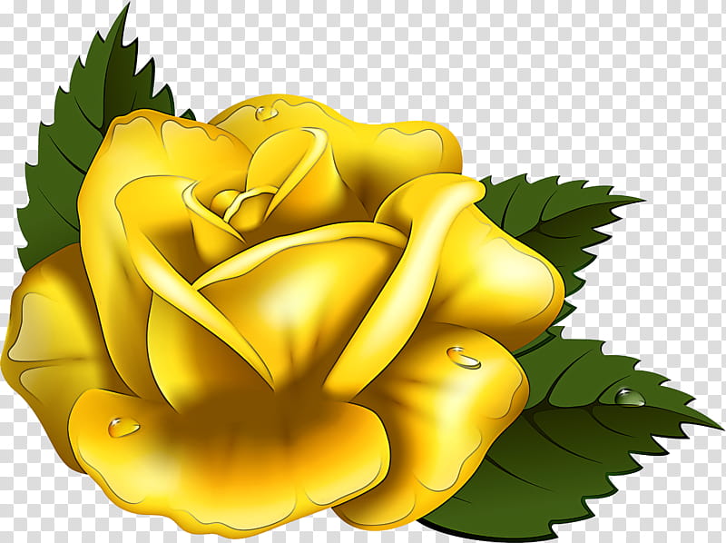 Garden roses, Yellow, Flower, Austrian Briar, Plant, Petal, Rose Family transparent background PNG clipart