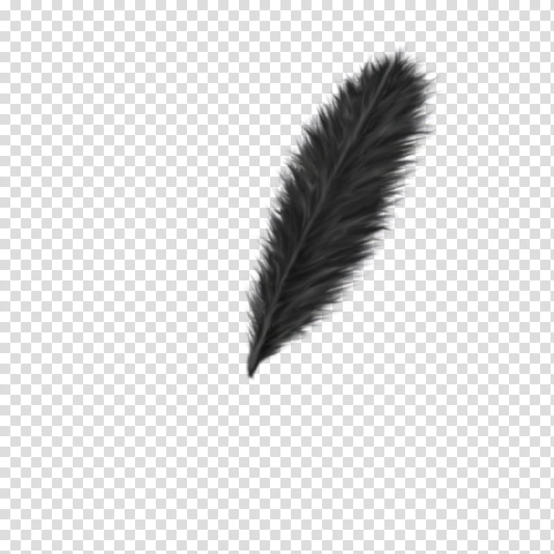 Feathers, black feather transparent background PNG clipart