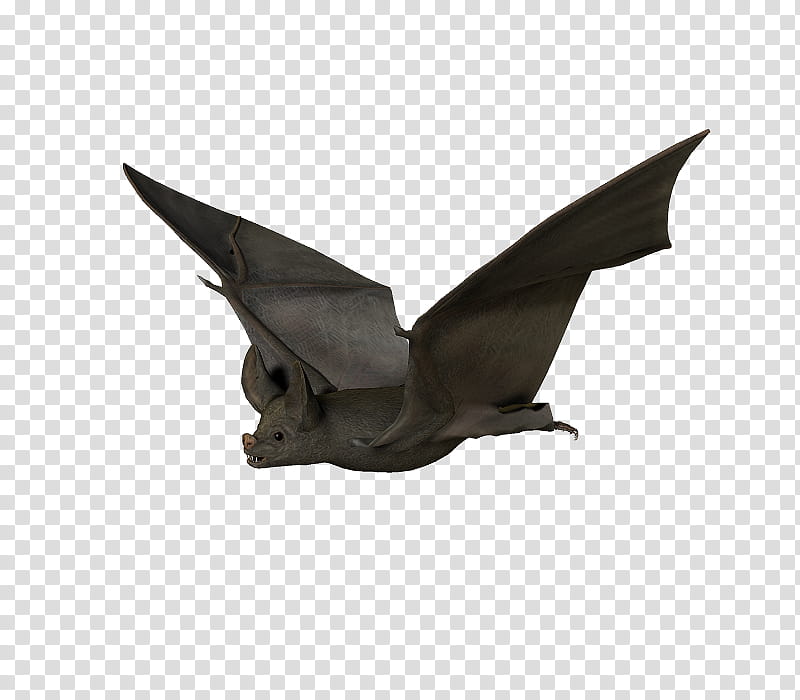 E S Bats , flying black bat transparent background PNG clipart