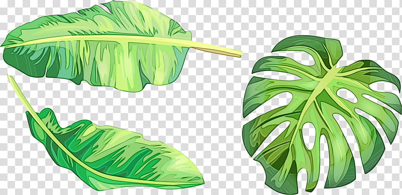 Drawing Of Family, Swiss Cheese Plant, Painting, Watercolor Painting, Leaf, Ornamental Plant, Palm Trees, Monstera transparent background PNG clipart