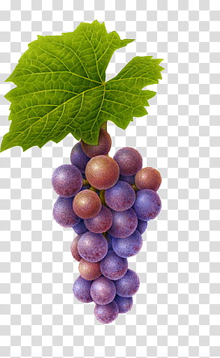 , purple grape fruit illustration transparent background PNG clipart