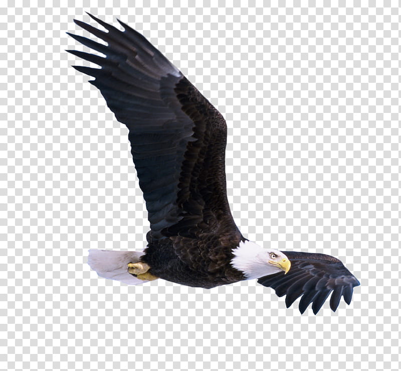Eagle, Bald Eagle illustratio transparent background PNG clipart