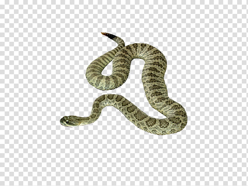 Green Grass, Snakes, Reptile, Vipers, Reptiles And Amphibians, Green Anaconda, King Cobra, Green Snakes transparent background PNG clipart