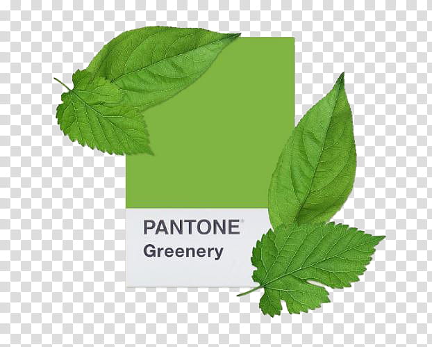 SHARE PANTONE JAEXI Part , green leaf transparent background PNG clipart