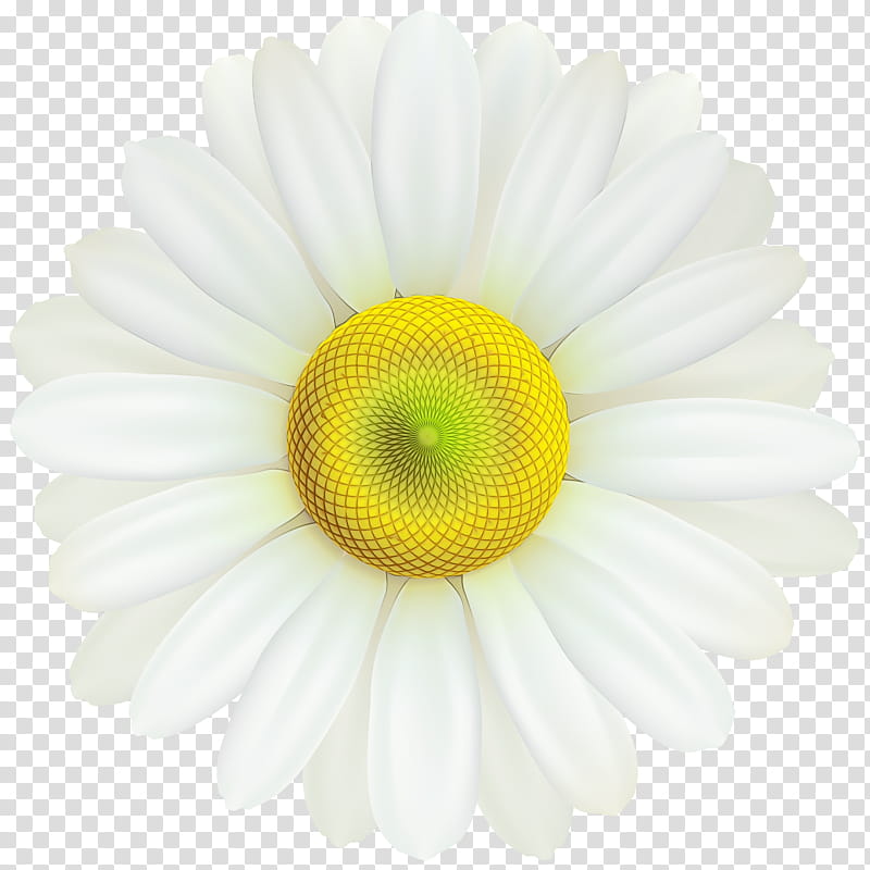 Daisy, Watercolor, Paint, Wet Ink, Barberton Daisy, White, Gerbera, Mayweed transparent background PNG clipart