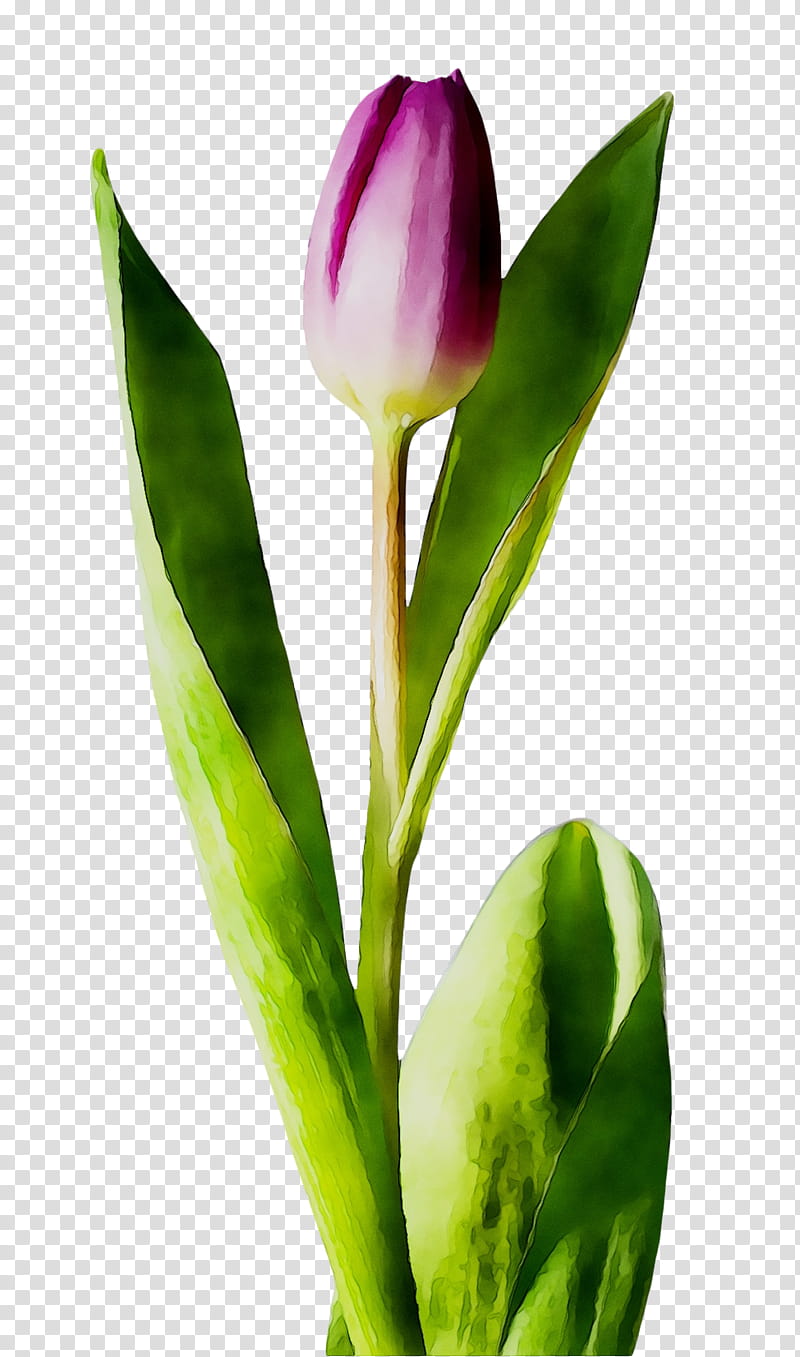 Flowers, Tulip, Plant Stem, Cut Flowers, Petal, Plants, Painting, White transparent background PNG clipart