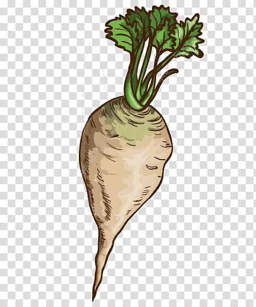 radish daikon vegetable turnip root vegetable, Carrot, Plant, Beetroot, Parsnip, Leaf Vegetable transparent background PNG clipart
