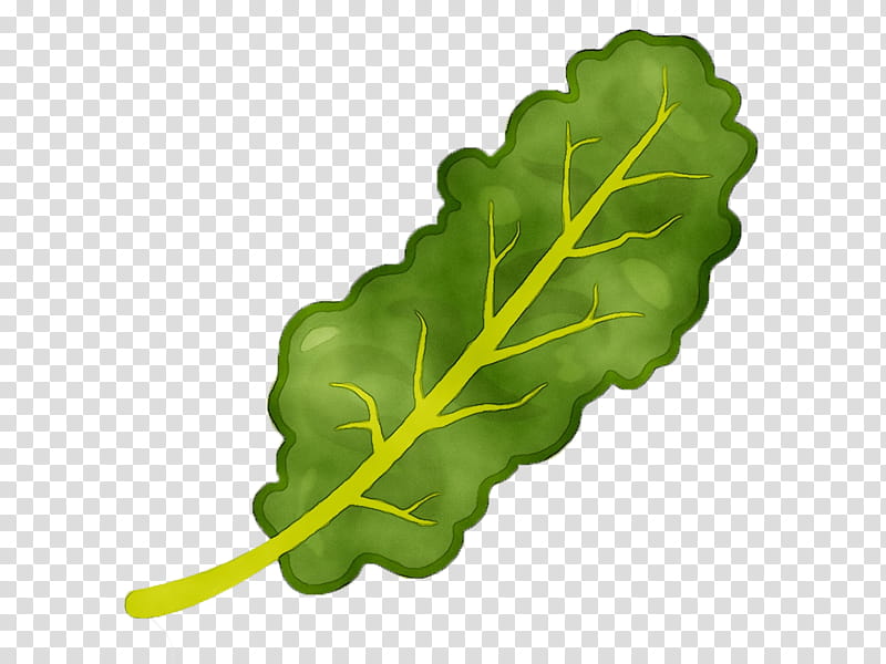 Green Leaf, Spring Greens, Chard, Plant Stem, Spring
, Plants, Leaf Vegetable, Arugula transparent background PNG clipart