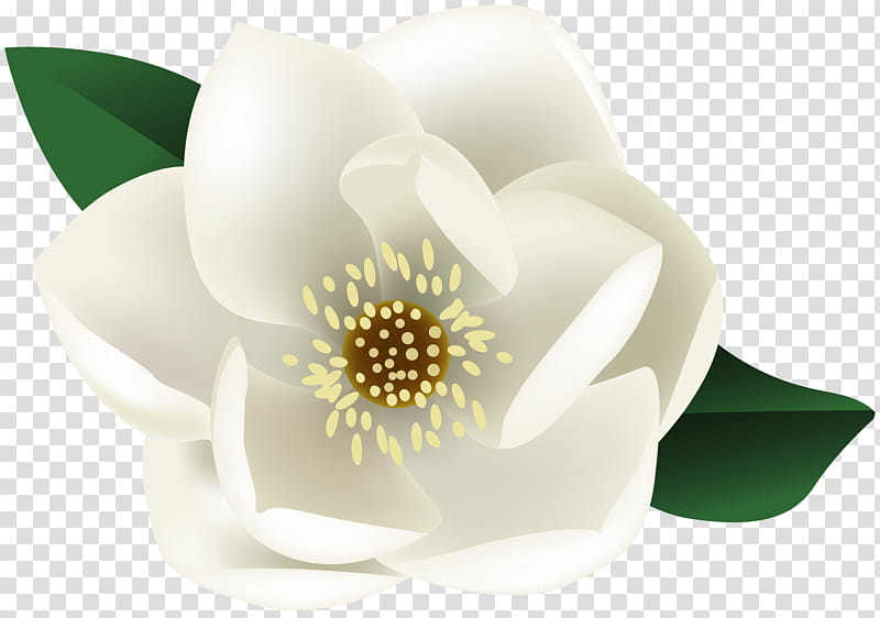 Lily Flower, Southern Magnolia, Star Magnolia, Petal, TinyPic, Plant, Magnolia Family, Wildflower transparent background PNG clipart