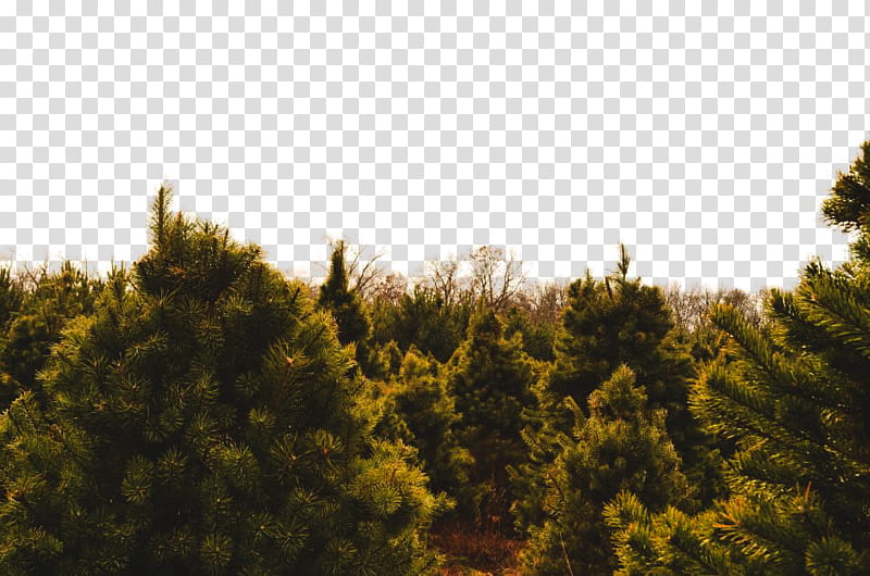 green young pine trees at nursery transparent background PNG clipart