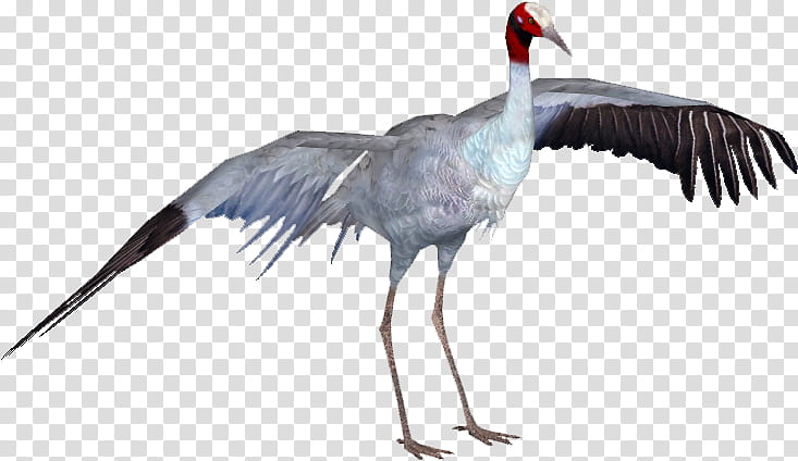 Crane Bird, Sarus Crane, Sandhill Crane, Heron, Whooping Crane, Beak, Water Bird, Antigone transparent background PNG clipart