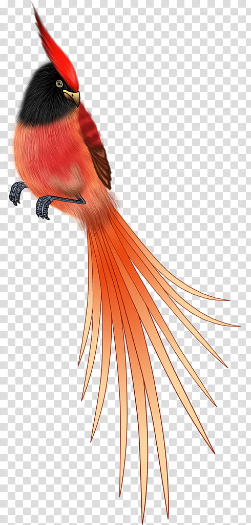 Bird Parrot, Cartoon, Color, Beak, Orange, Wing, Feather, Tail ...