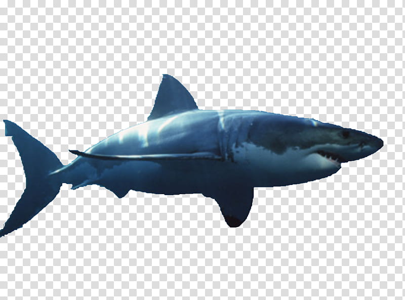 Great White Shark, Hammerhead Shark, Bull Shark, Shark Finning, Drawing, Silhouette, Artist, White Sharks transparent background PNG clipart
