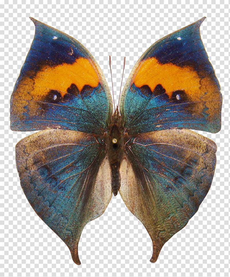 Butterfly , brown, teal, and blue butterfly transparent background PNG clipart