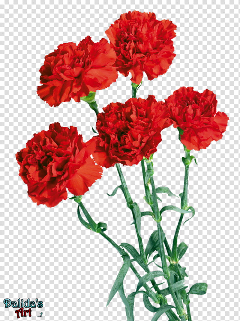 Beautiful Carnation flowers, five red flowers transparent background PNG clipart
