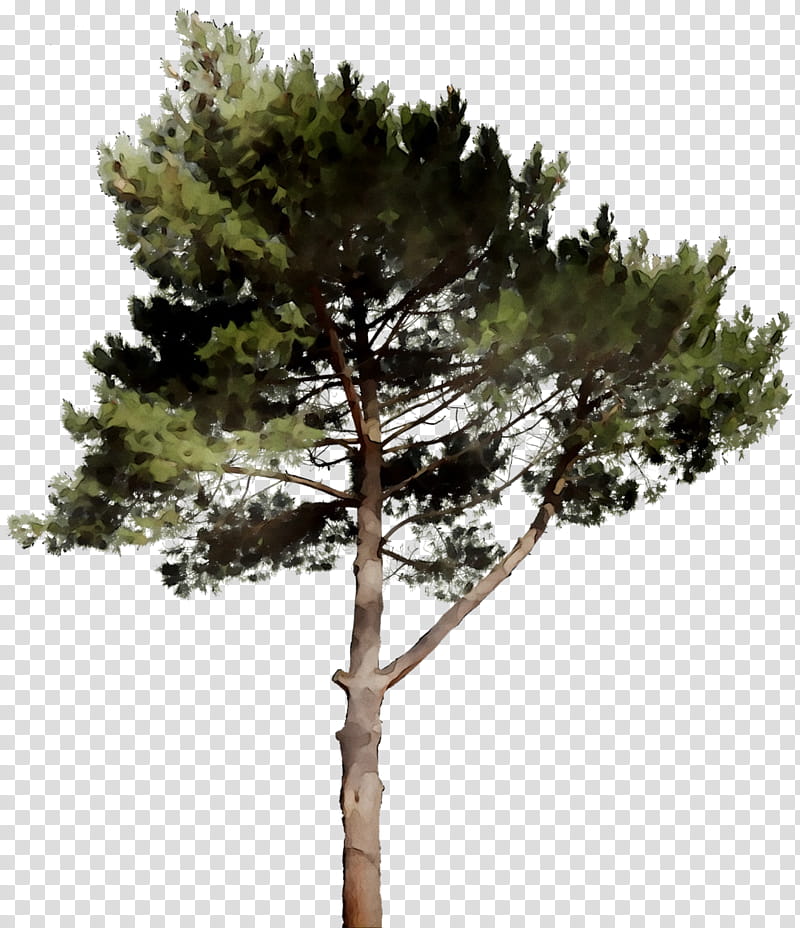 Family Tree, Pine, Larch, Houseplant, Branching, Project, White Pine, Lodgepole Pine transparent background PNG clipart
