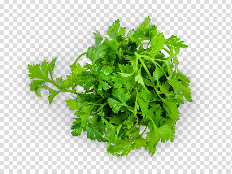 Vegetable, Parsley, Arugula, Food, Condiment, Herb, Spice, Leaf Vegetable transparent background PNG clipart