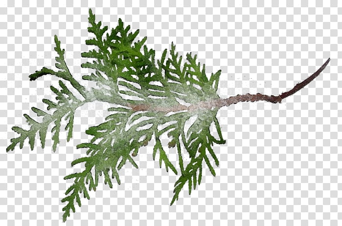 shortleaf black spruce canadian fir plant jack pine oregon pine, Watercolor, Paint, Wet Ink, Colorado Spruce, Yellow Fir, Vascular Plant, Red Juniper transparent background PNG clipart