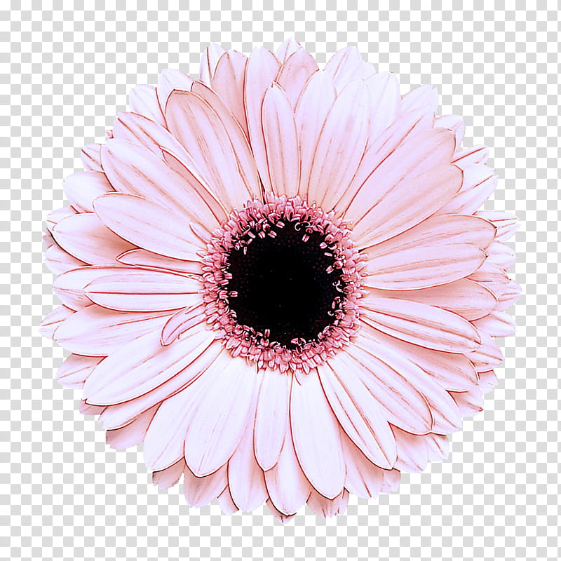 Daisy, Barberton Daisy, Gerbera, Pink, Flower, Petal, Plant, Flowering Plant transparent background PNG clipart