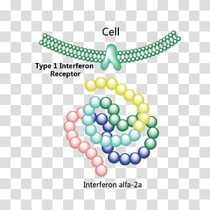 Interferon Type Ii Transparent Background Png Cliparts Free