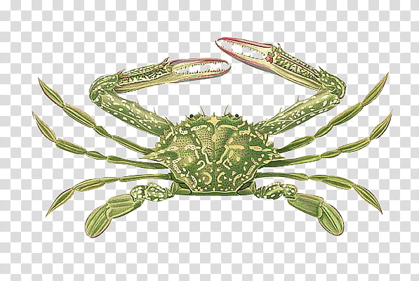 green crab illustration transparent background PNG clipart