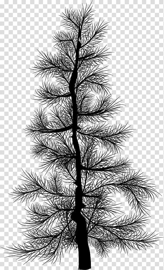 Pine Silhouettes, black pine tree illustration transparent background PNG clipart