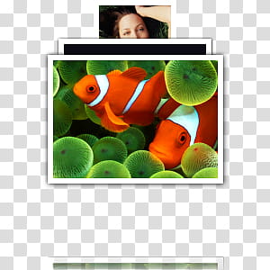 Stacks Dock Icons Updated, s-Stacks, two clown fishes screenshot transparent background PNG clipart